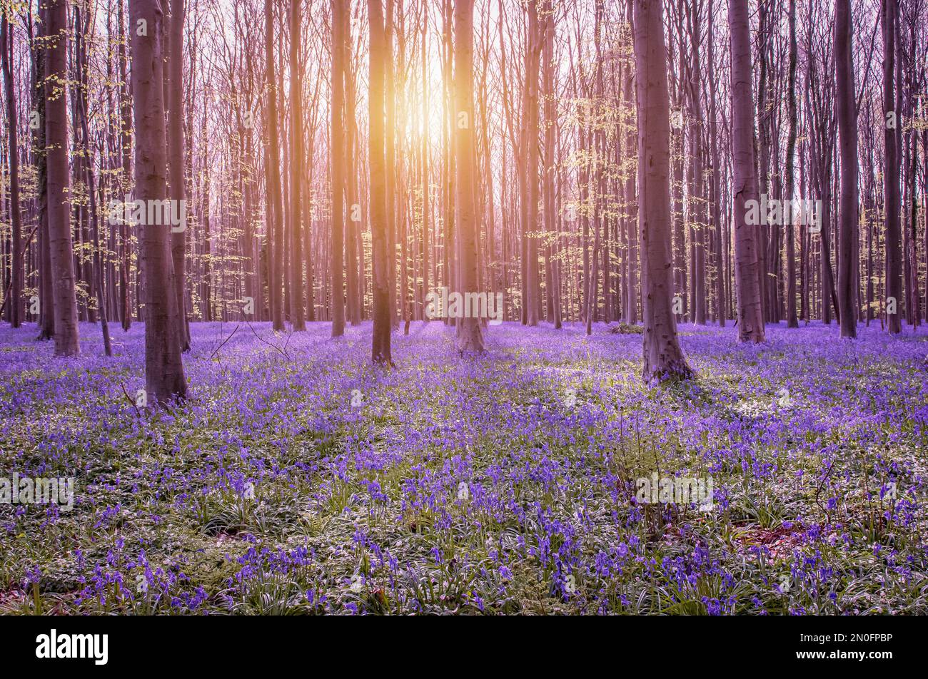 Bella foresta di primavera con bluebells. Foto Stock