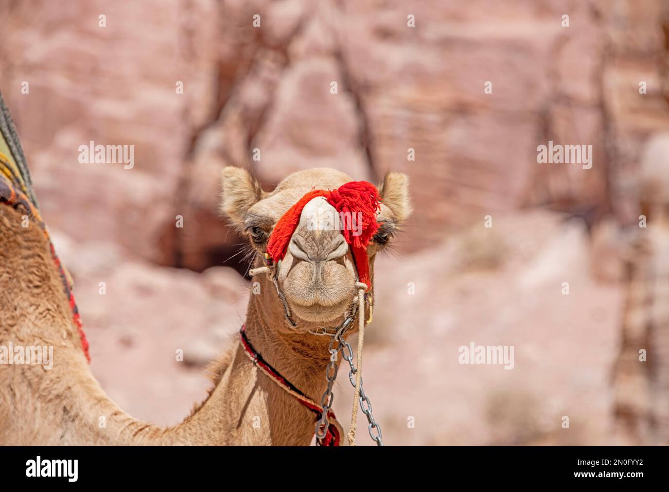 Vista ravvicinata di un cammello marrone che guarda la macchina fotografica nel deserto Foto Stock