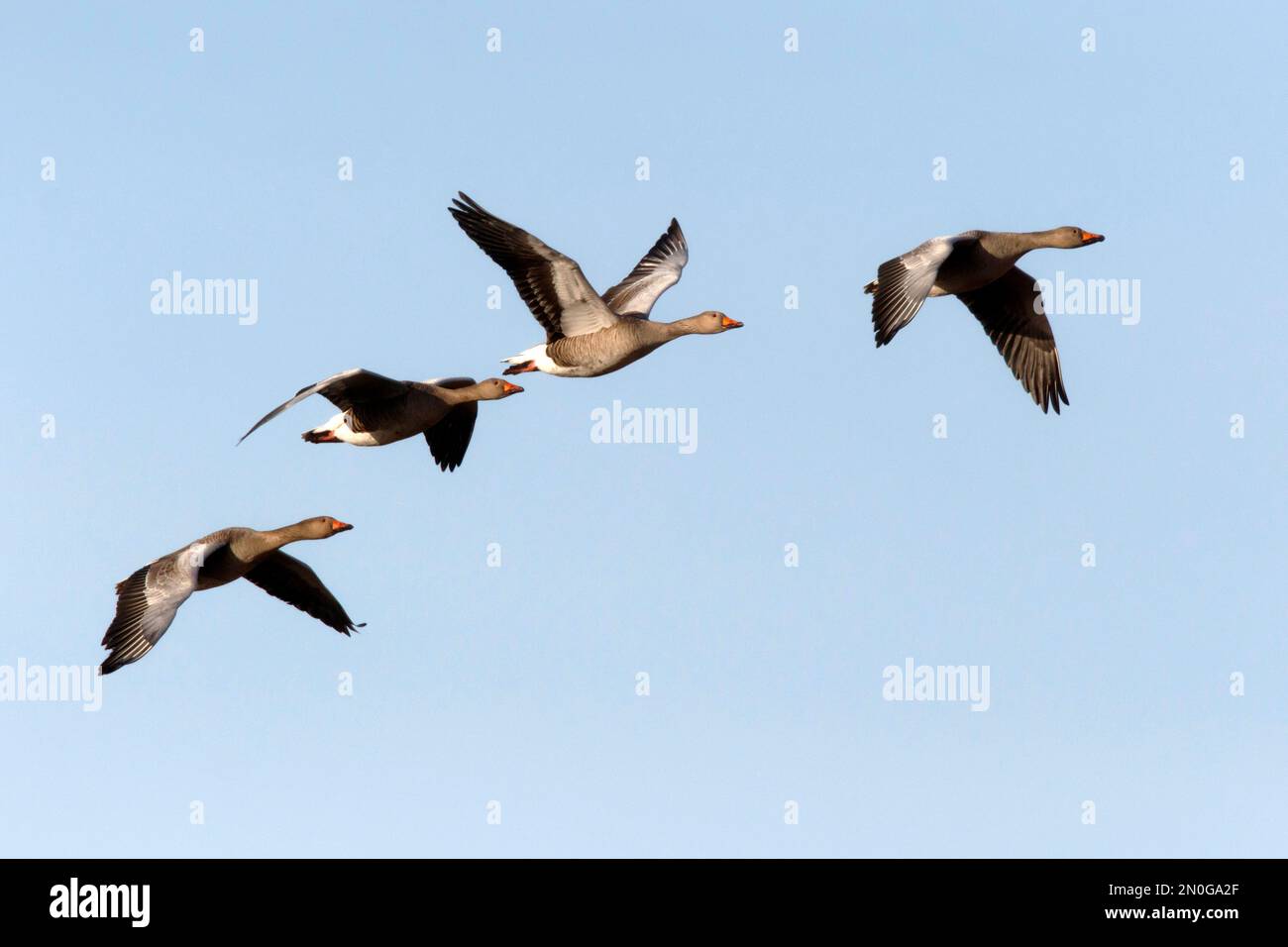 Un gregge di oche di Greylag che sorvolano il fenland in Inghilterra di Norfolk, febbraio 2023 Foto Stock