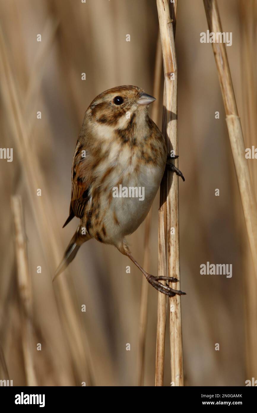 A Reed Bunting, piccolo uccello nascosto nelle canne paludose a RSPB Lakenheath in Norfolk Inghilterra Foto Stock