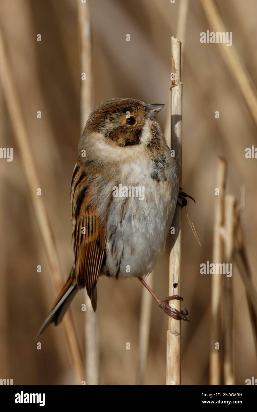 A Reed Bunting, piccolo uccello nascosto nelle canne paludose a RSPB Lakenheath in Norfolk Inghilterra Foto Stock