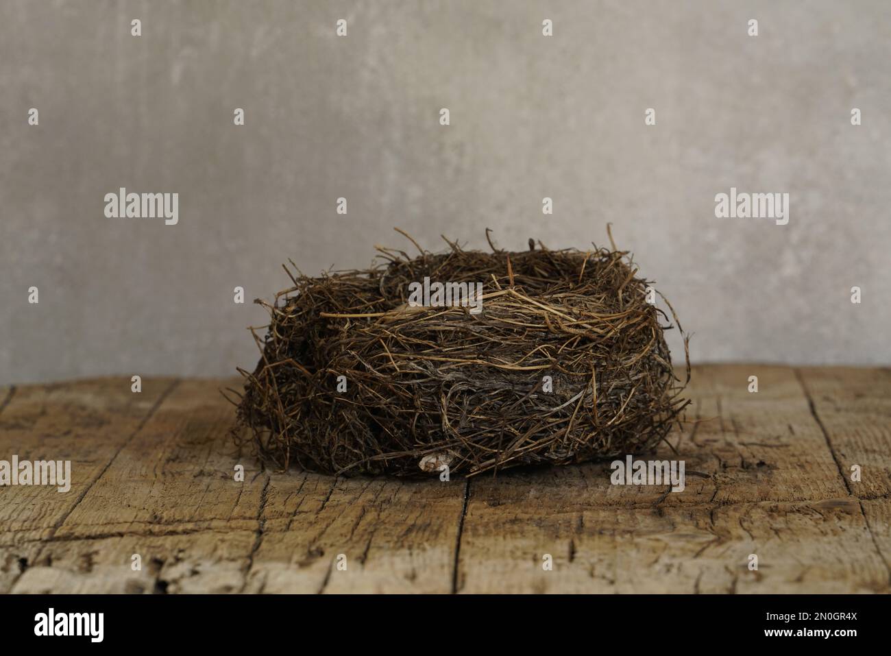 nido di uccello ancora vita su un tavolo di legno, Foto Stock