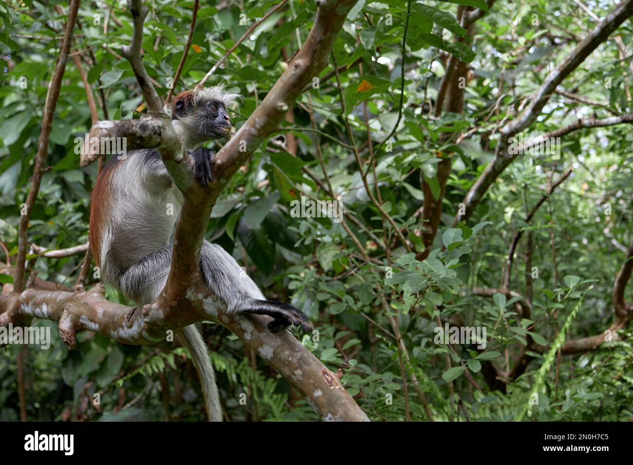 Massage bush immagini e fotografie stock ad alta risoluzione - Alamy