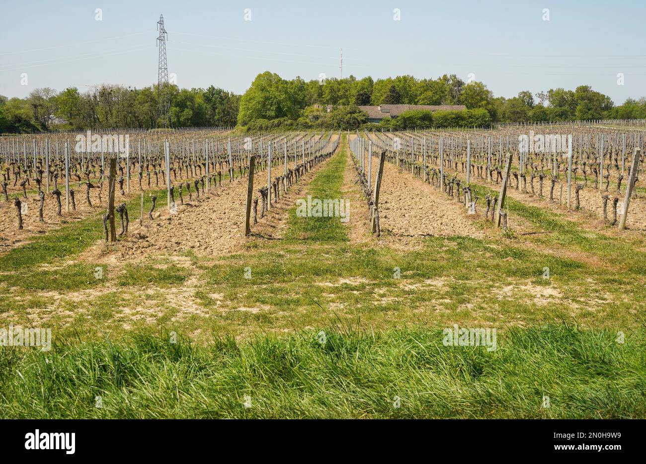 Un vigneto francese nella regione di Bordeaux, Francia, Europa. Foto Stock