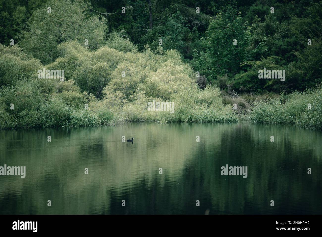 Un piccolo laghetto fermo è dolcemente disturbato da una piccola anatra paddling, immerso tra vegetazione lussureggiante, cespuglio e alberi. Foto Stock