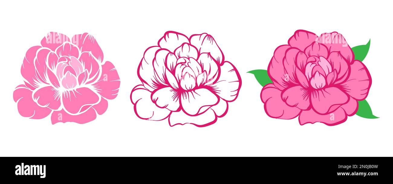 Gli elementi vettoriali di fiori di Peonia sono isolati su sfondo bianco. Peony, fiori di rosa e foglie. Elementi di design romantico per biglietti d'auguri, cosmetici, Illustrazione Vettoriale