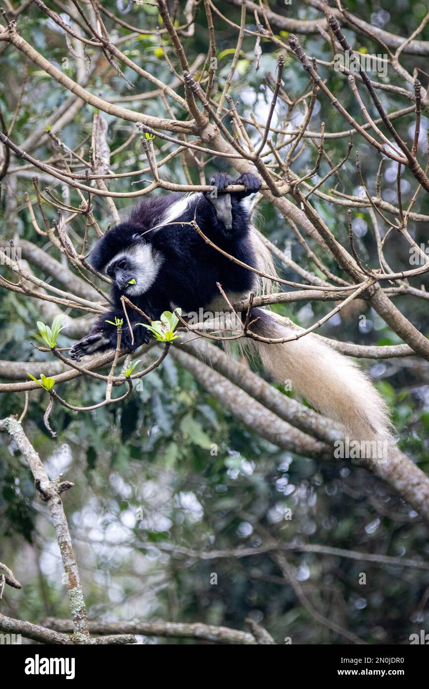 Colobus Bianco e Nero - Parco Nazionale di Arusha Foto Stock