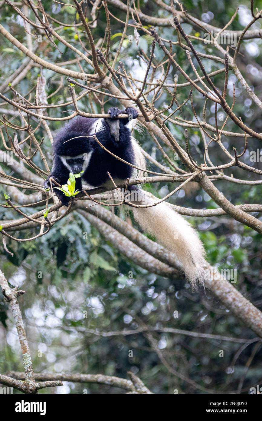 Colobus Bianco e Nero - Parco Nazionale di Arusha Foto Stock