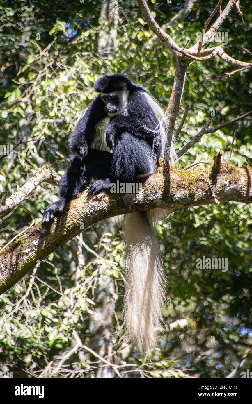 Colobus Bianco e Nero - Parco Nazionale di Arusha Foto Stock