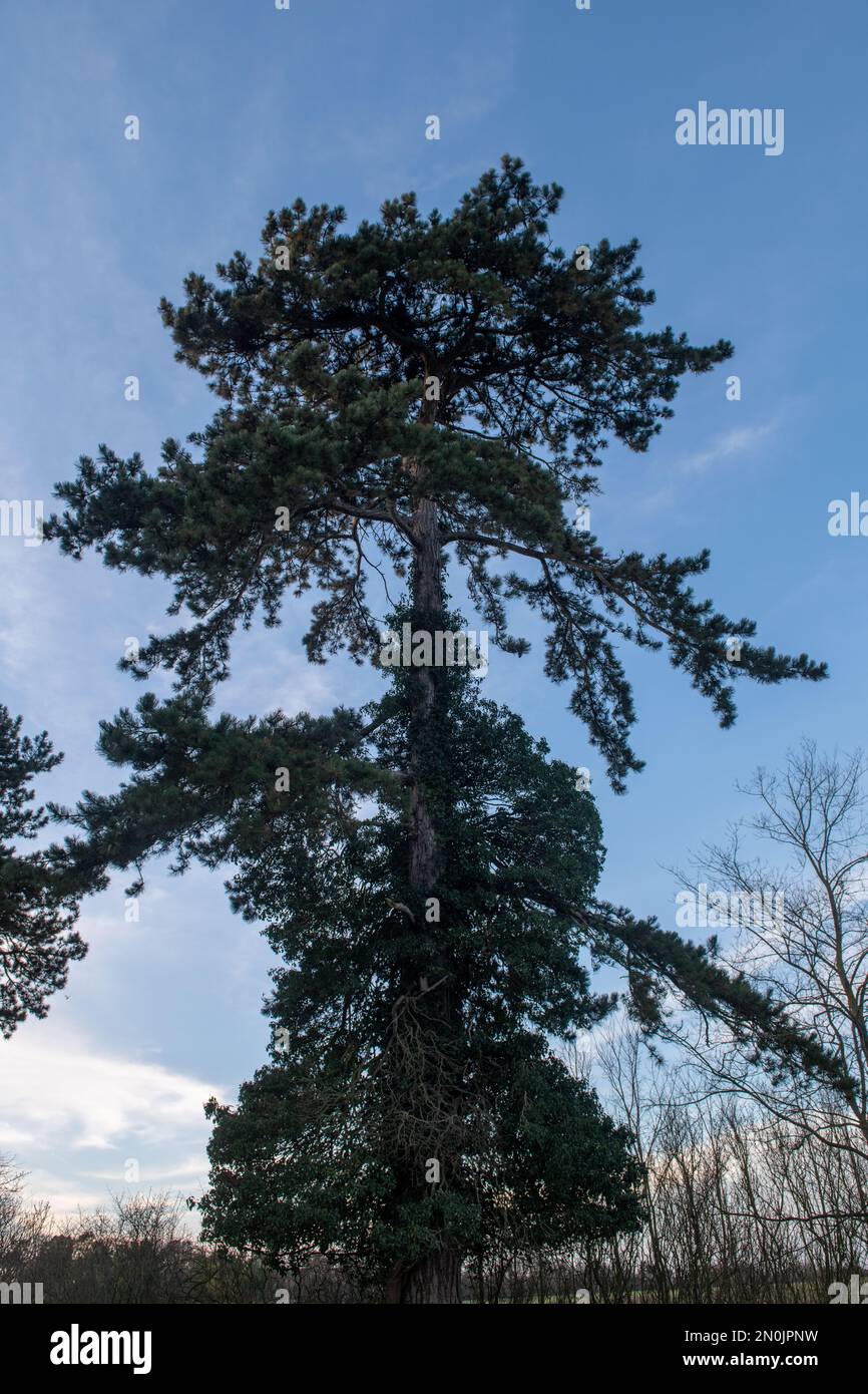 Alberi in Castle Meadows, Wallingford, Oxfordshire Foto Stock