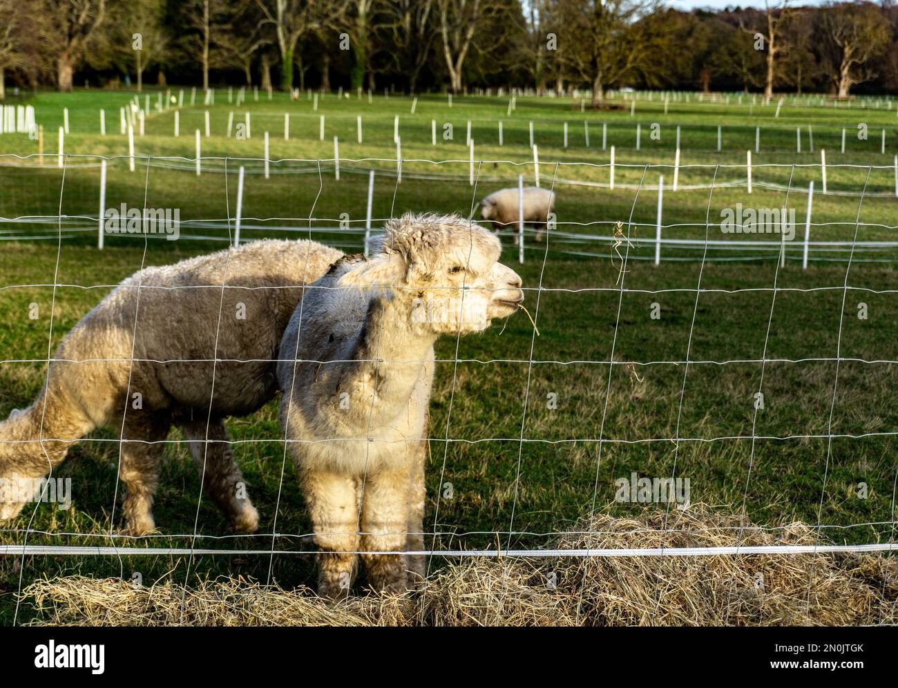 Un gruppo di animali alpaca, i nuovi arrivi nella tenuta di Farmleigh a Dublino, Irlanda. Foto Stock