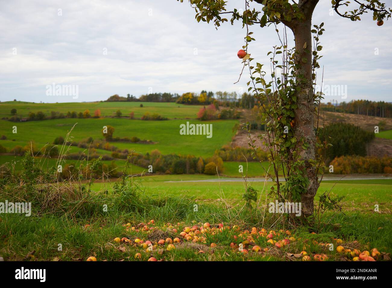 La mela non cade lontano dal tronco, l'albero di mela e i frutti caduti soffiano l'albero Foto Stock