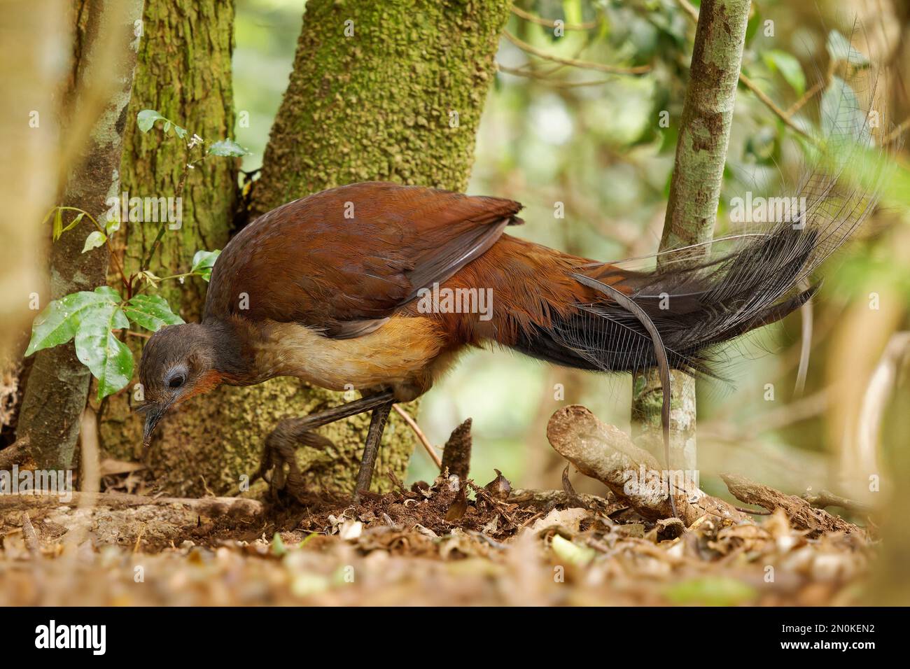 Prince Alberts Lyrebird - Menura alberti songbird timido di dimensioni fagiano endemico alle foreste pluviali subtropicali dell'Australia, in una piccola area al confine Foto Stock