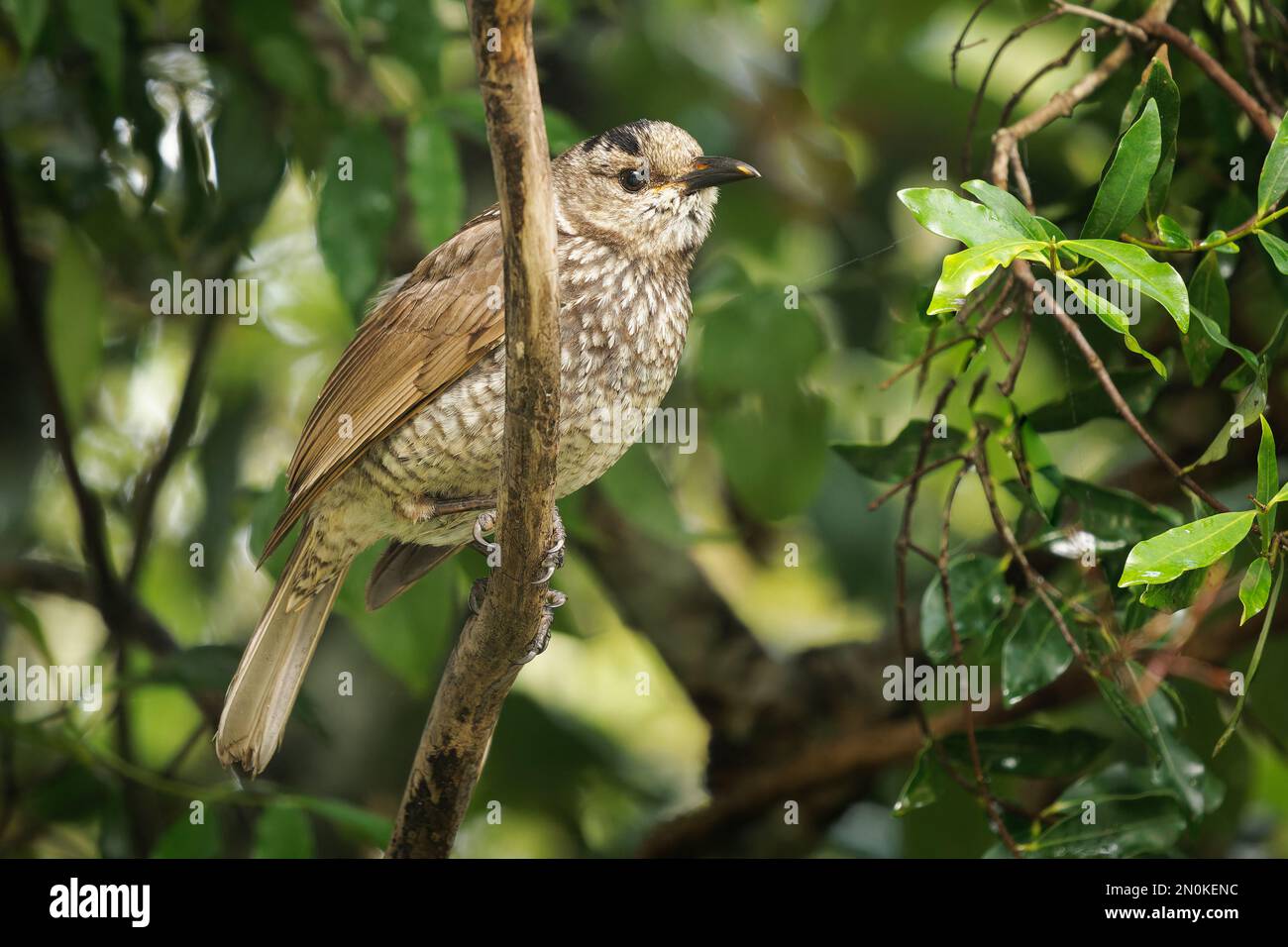 Regent Bowerbird - Sericulus chrysocephalus uccello dimorfico sessuale di medie dimensioni, uccello maschio è nero e oro arancio-giallo corona e becco, nero fe Foto Stock