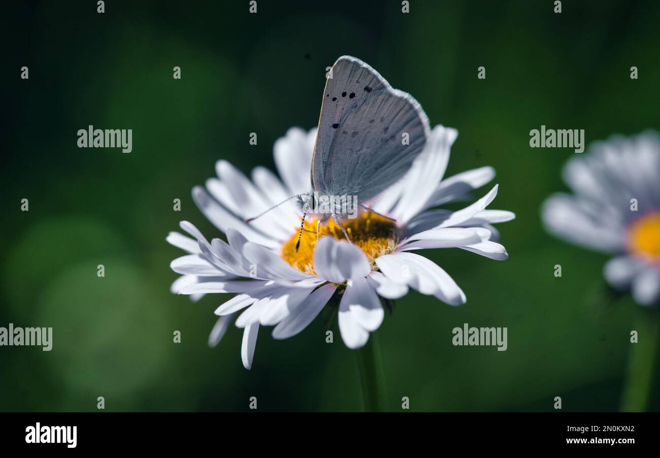 Macro farfalla Moth su fiore in Ghiacciaio Foto Stock
