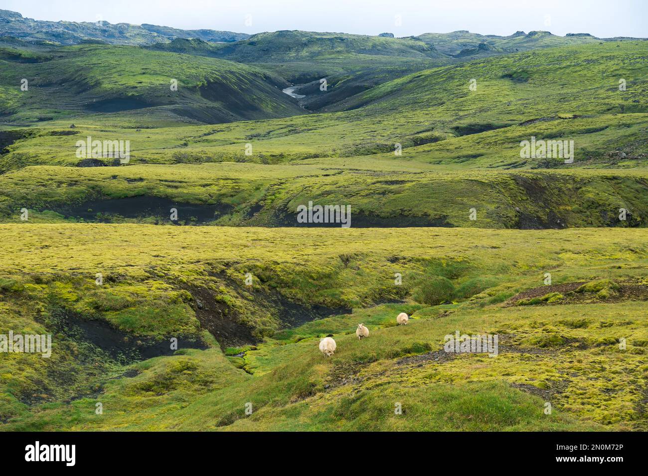 Bellissimo paesaggio con pecore su terra coperta di erba verde in Islanda in una giornata nuvolosa Foto Stock