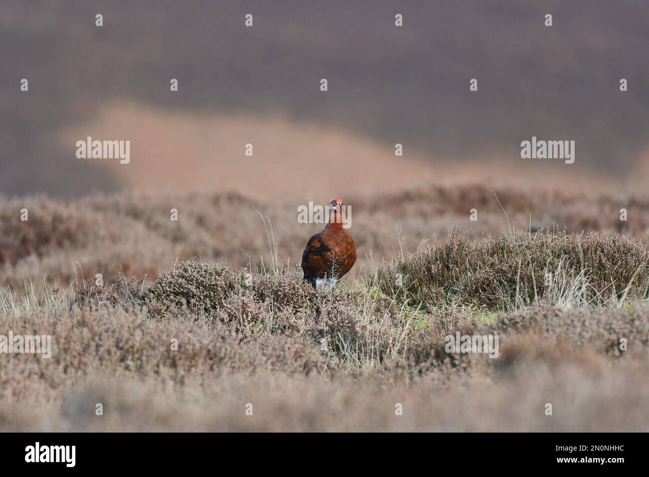 Red Grouse Lagopus lagopus Foto Stock