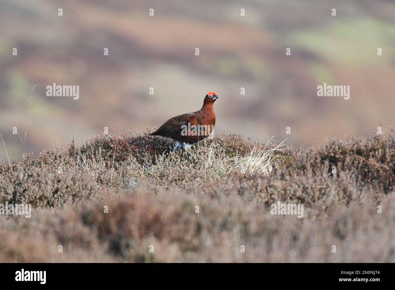 Red Grouse Lagopus lagopus Foto Stock