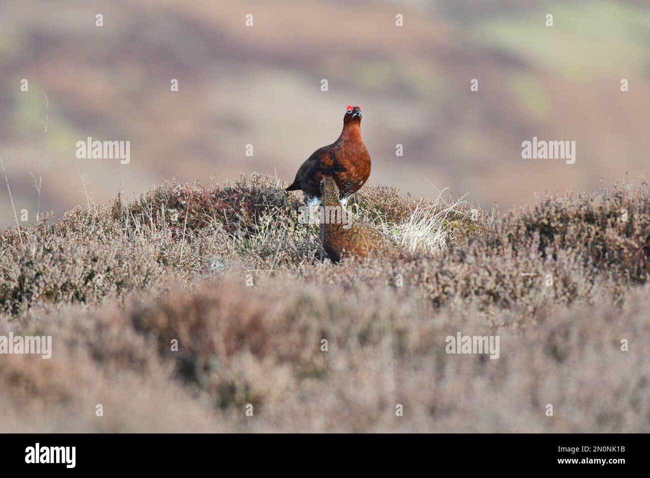 Red Grouse Lagopus lagopus Foto Stock