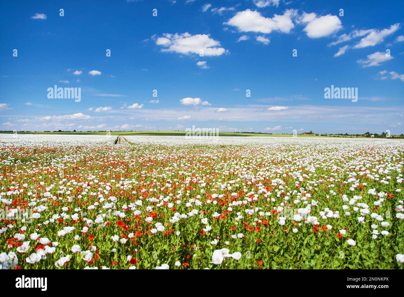 Bianco fiore campo di papavero di oppio in latino papaver somniferum, campo di papavero cucito con papaveri rossi, papavero bianco colorato è cresciuto in Repubblica Ceca per Foto Stock