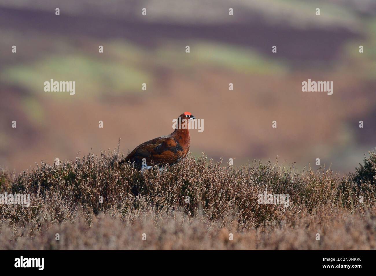 Red Grouse Lagopus lagopus Foto Stock