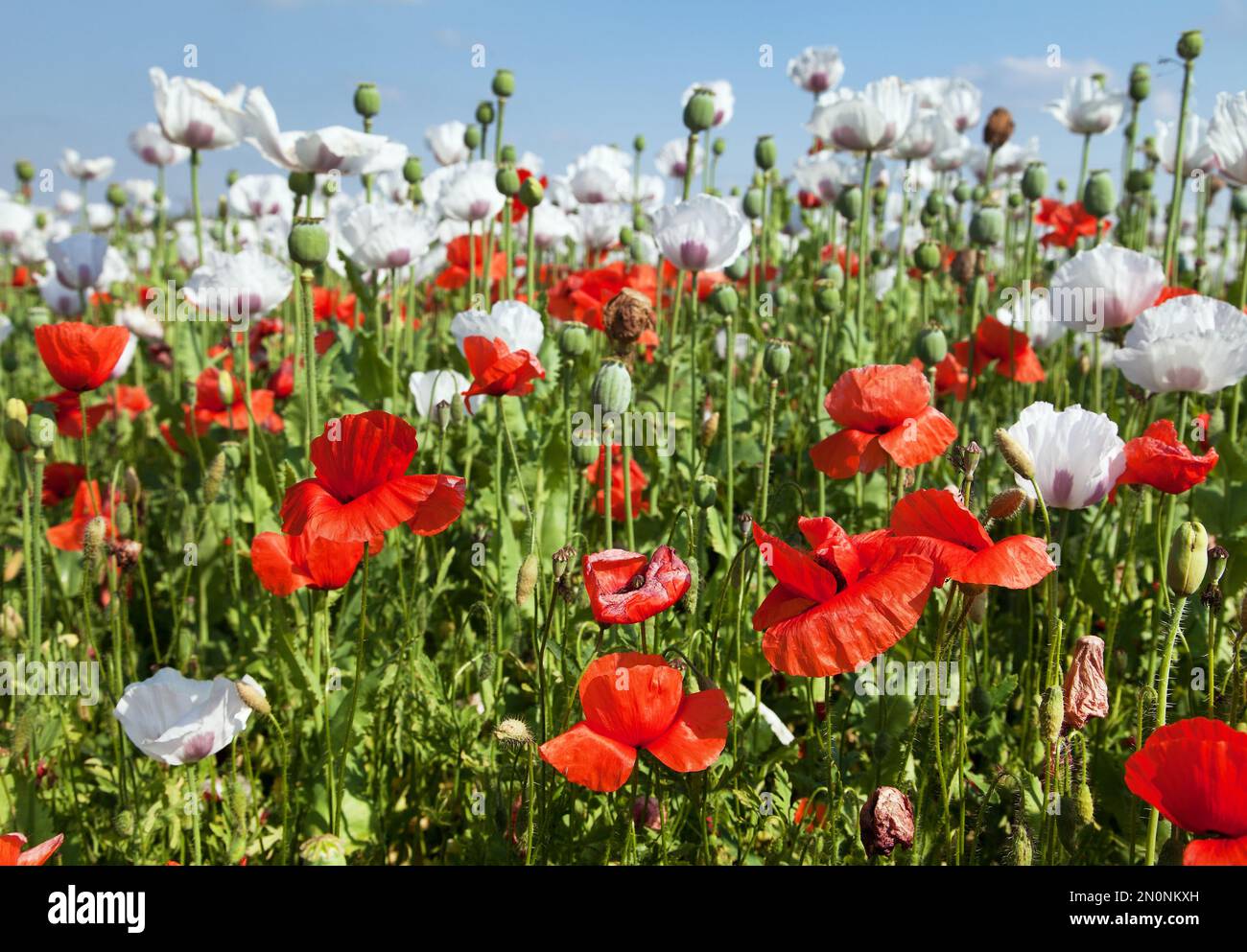 Bianco fiore campo di papavero di oppio in latino papaver somniferum, campo di papavero cucito con papaveri rossi, papavero bianco colorato è cresciuto in Repubblica Ceca per Foto Stock