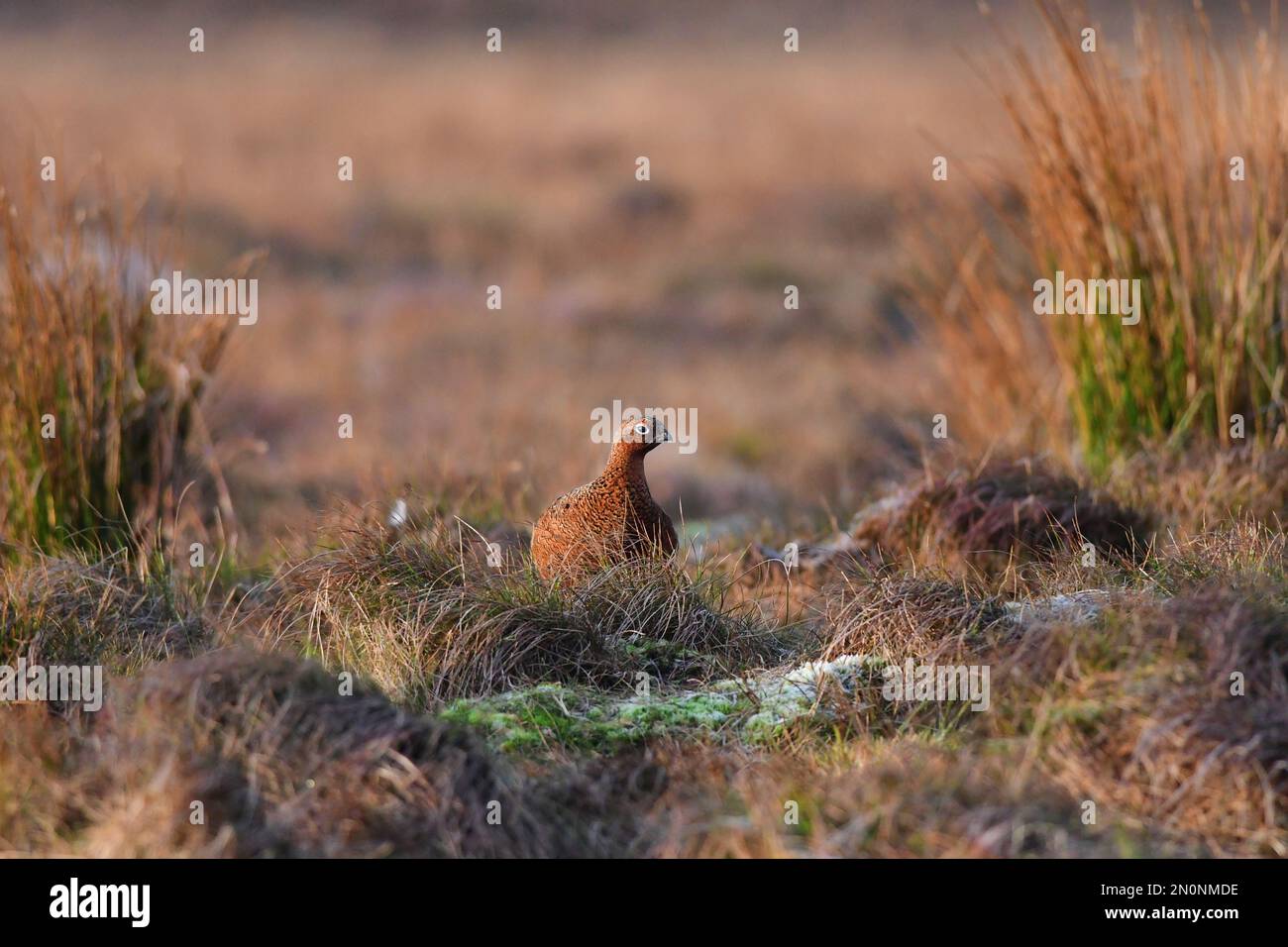 Red Grouse Lagopus lagopus Foto Stock