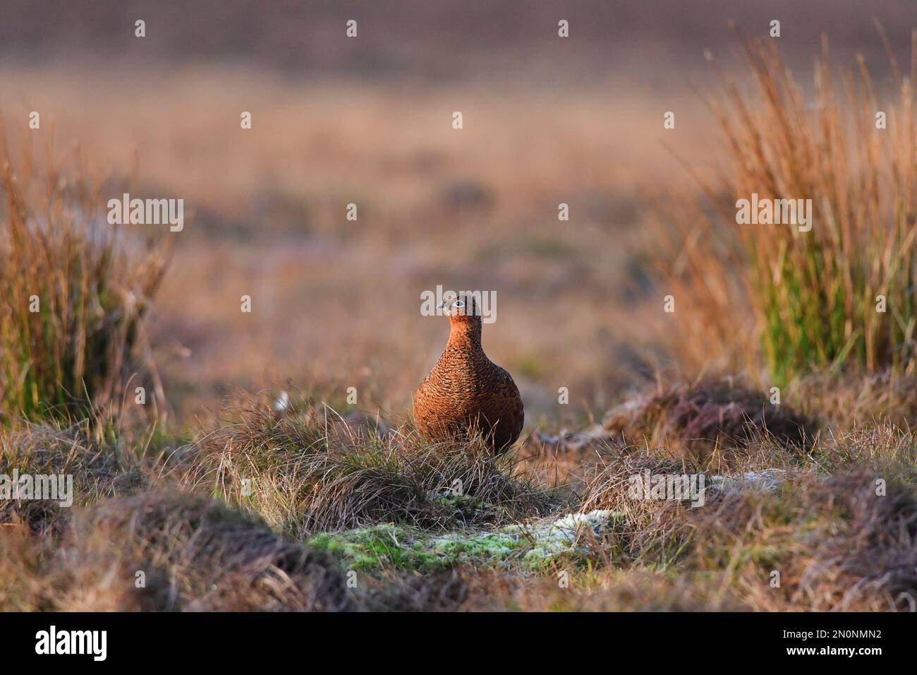 Red Grouse Lagopus lagopus Foto Stock