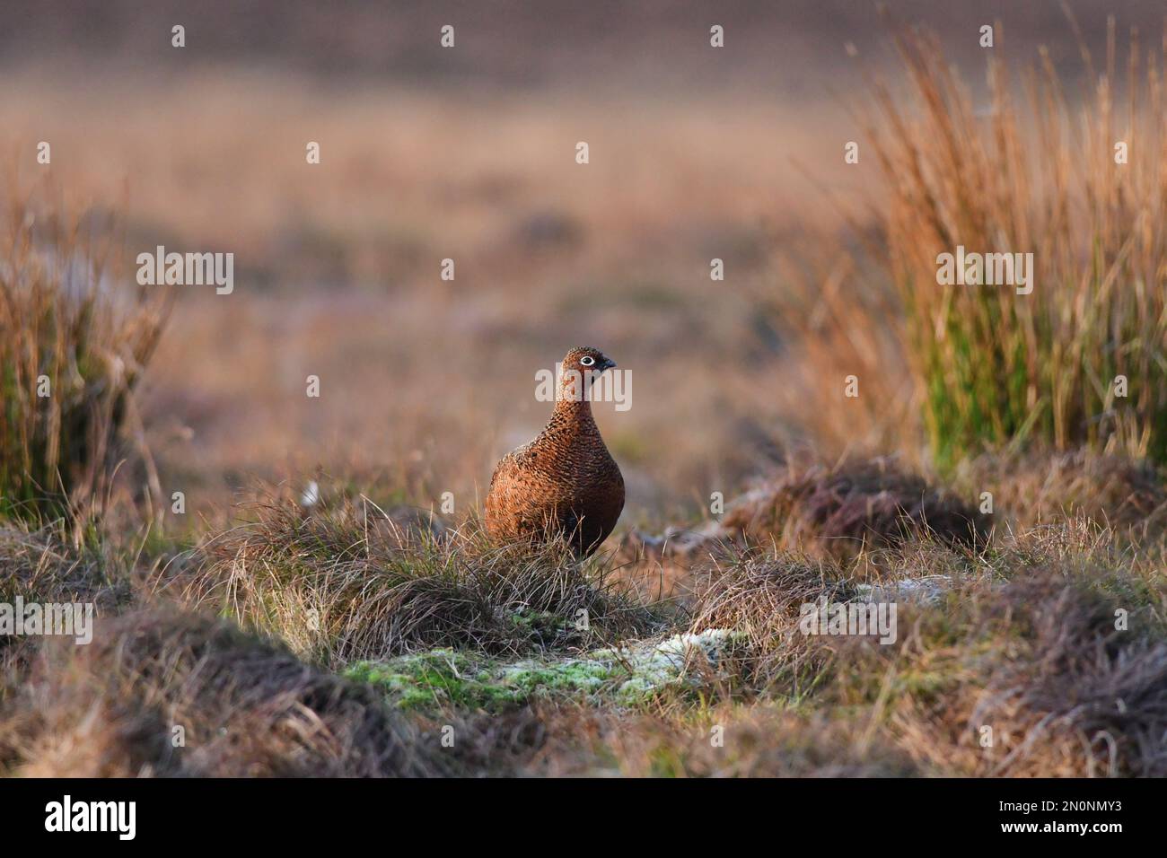 Red Grouse Lagopus lagopus Foto Stock