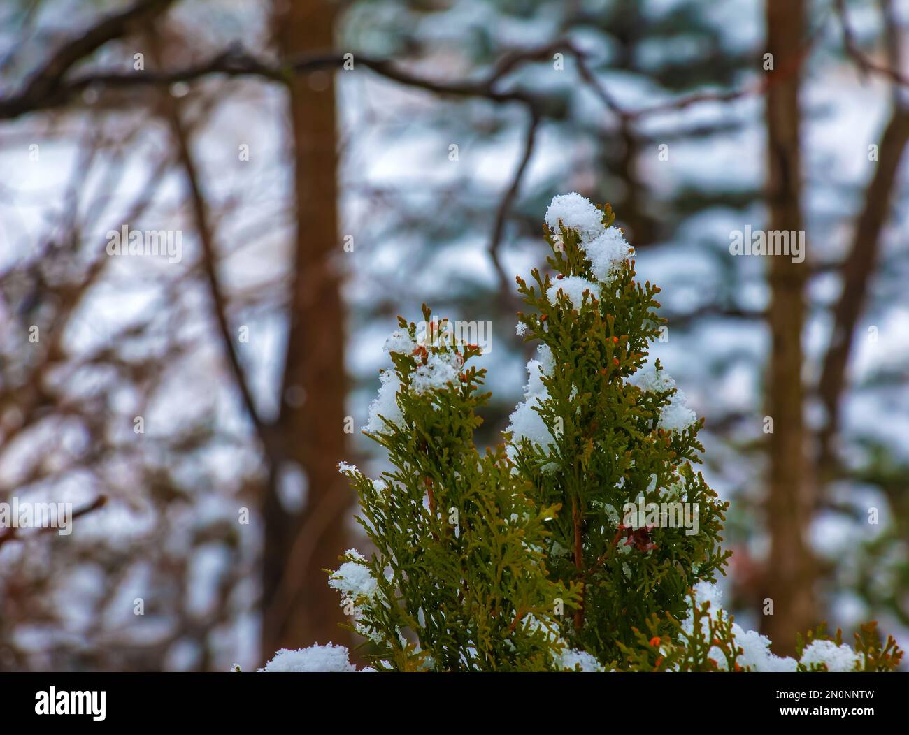 Thuja nella neve. Thuja orientalis Aurea Nana in inverno. Verdi cespugli di thuja ricoperti di neve bianca. Foto Stock