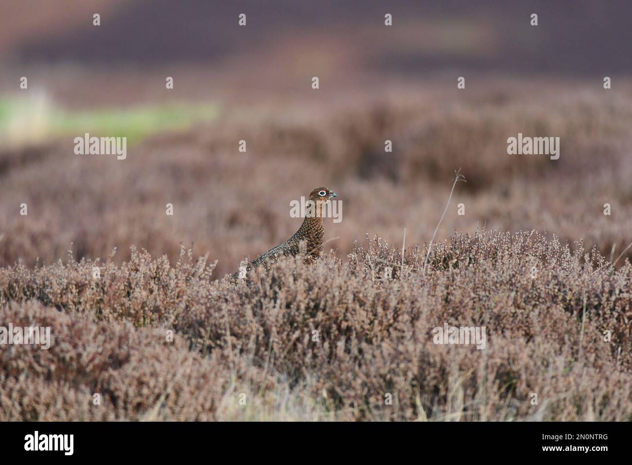 Red Grouse Lagopus lagopus Foto Stock