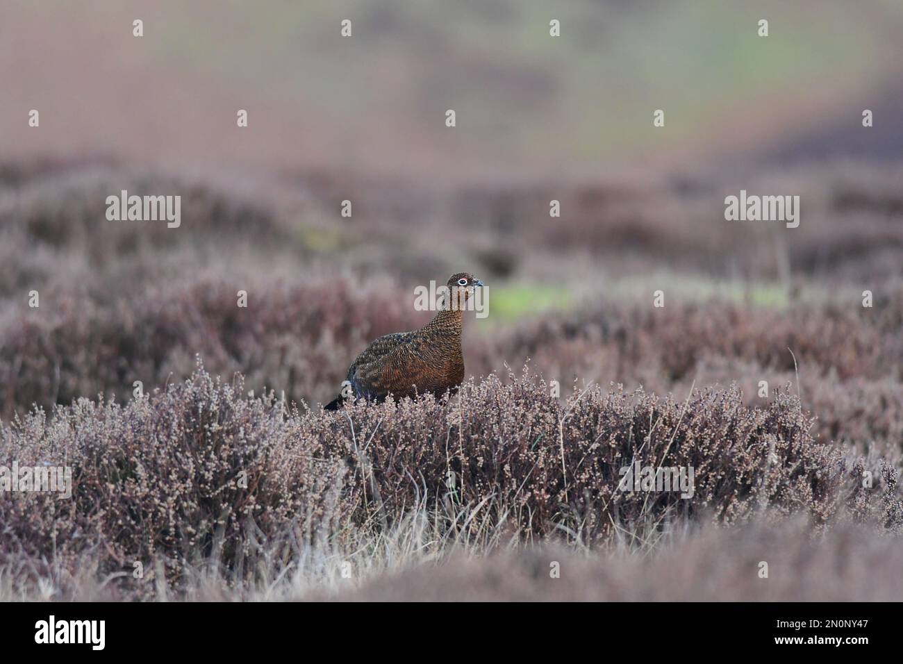Red Grouse Lagopus lagopus Foto Stock