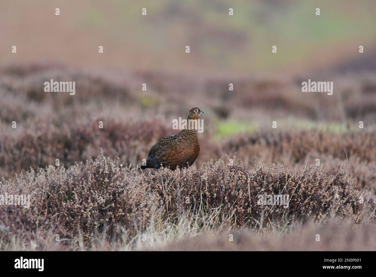 Red Grouse Lagopus lagopus Foto Stock