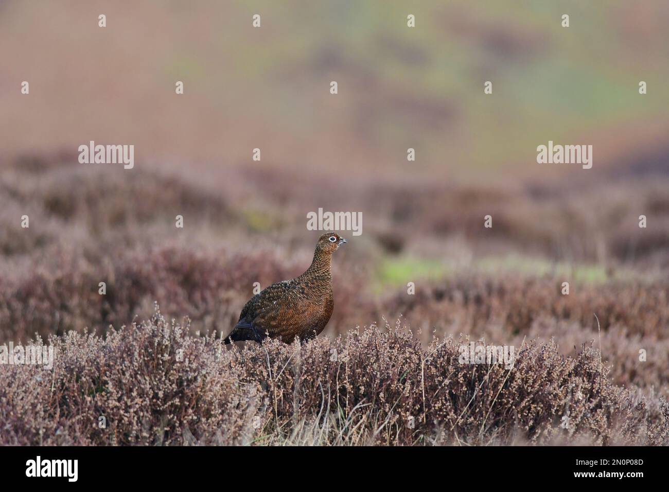 Red Grouse Lagopus lagopus Foto Stock