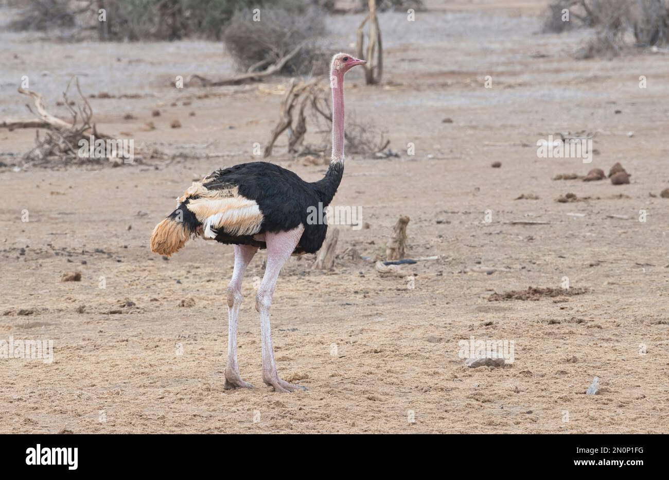 Struzzo comune maschile adulto (Struthio camelus). Le gambe e il collo rosa brillante suggeriscono che questo uccello è in condizioni di allevamento Foto Stock