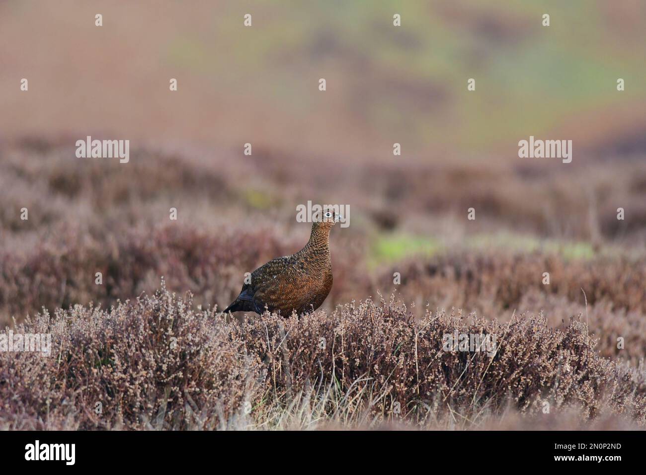 Red Grouse Lagopus lagopus Foto Stock