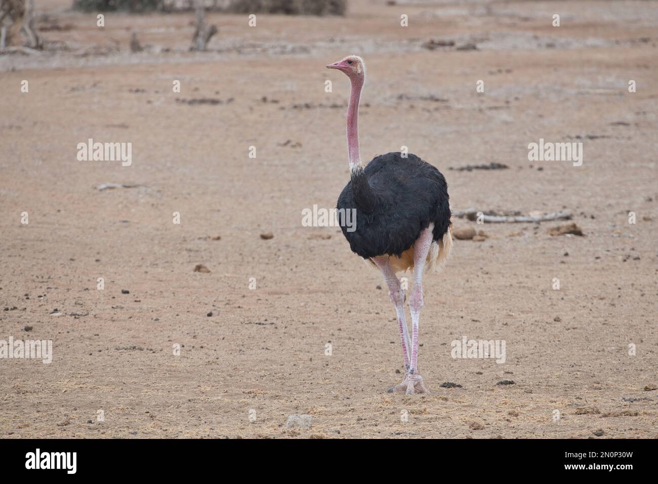 Struzzo comune maschile adulto (Struthio camelus). Le gambe e il collo rosa brillante suggeriscono che questo uccello è in condizioni di allevamento Foto Stock