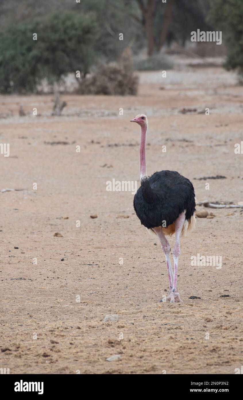 Struzzo comune maschile adulto (Struthio camelus). Le gambe e il collo rosa brillante suggeriscono che questo uccello è in condizioni di allevamento Foto Stock
