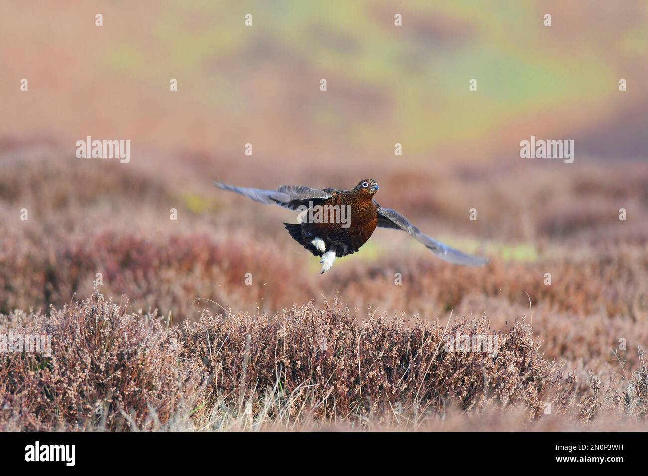 Red Grouse Lagopus lagopus Foto Stock