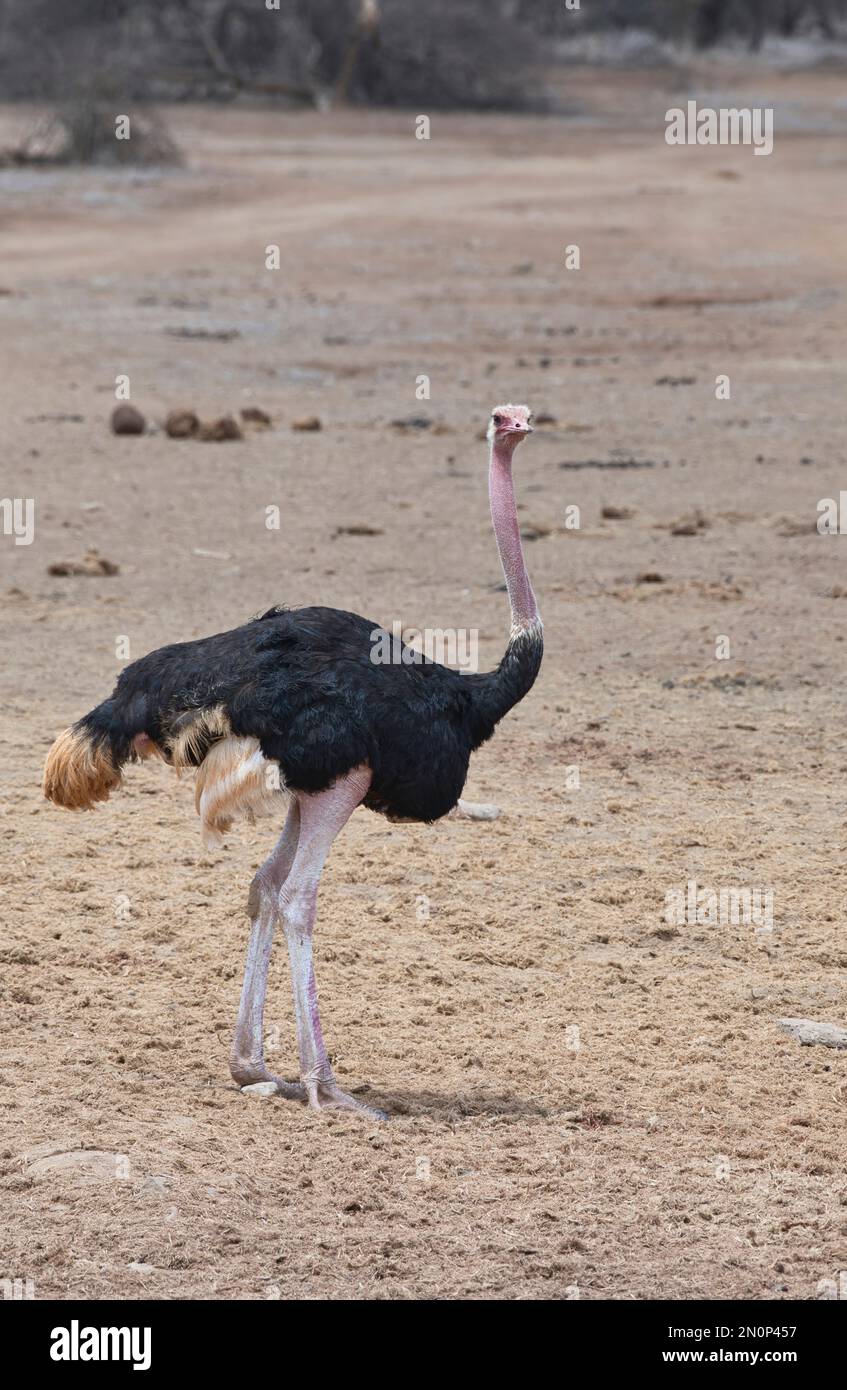 Struzzo comune maschile adulto (Struthio camelus). Le gambe e il collo rosa brillante suggeriscono che questo uccello è in condizioni di allevamento Foto Stock
