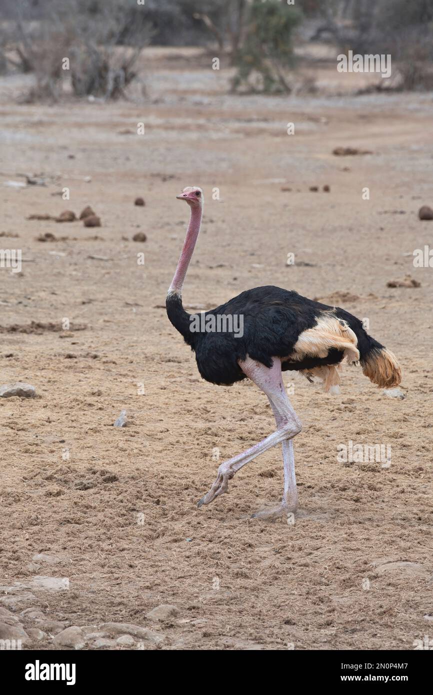 Struzzo comune maschile adulto (Struthio camelus). Le gambe e il collo rosa brillante suggeriscono che questo uccello è in condizioni di allevamento Foto Stock