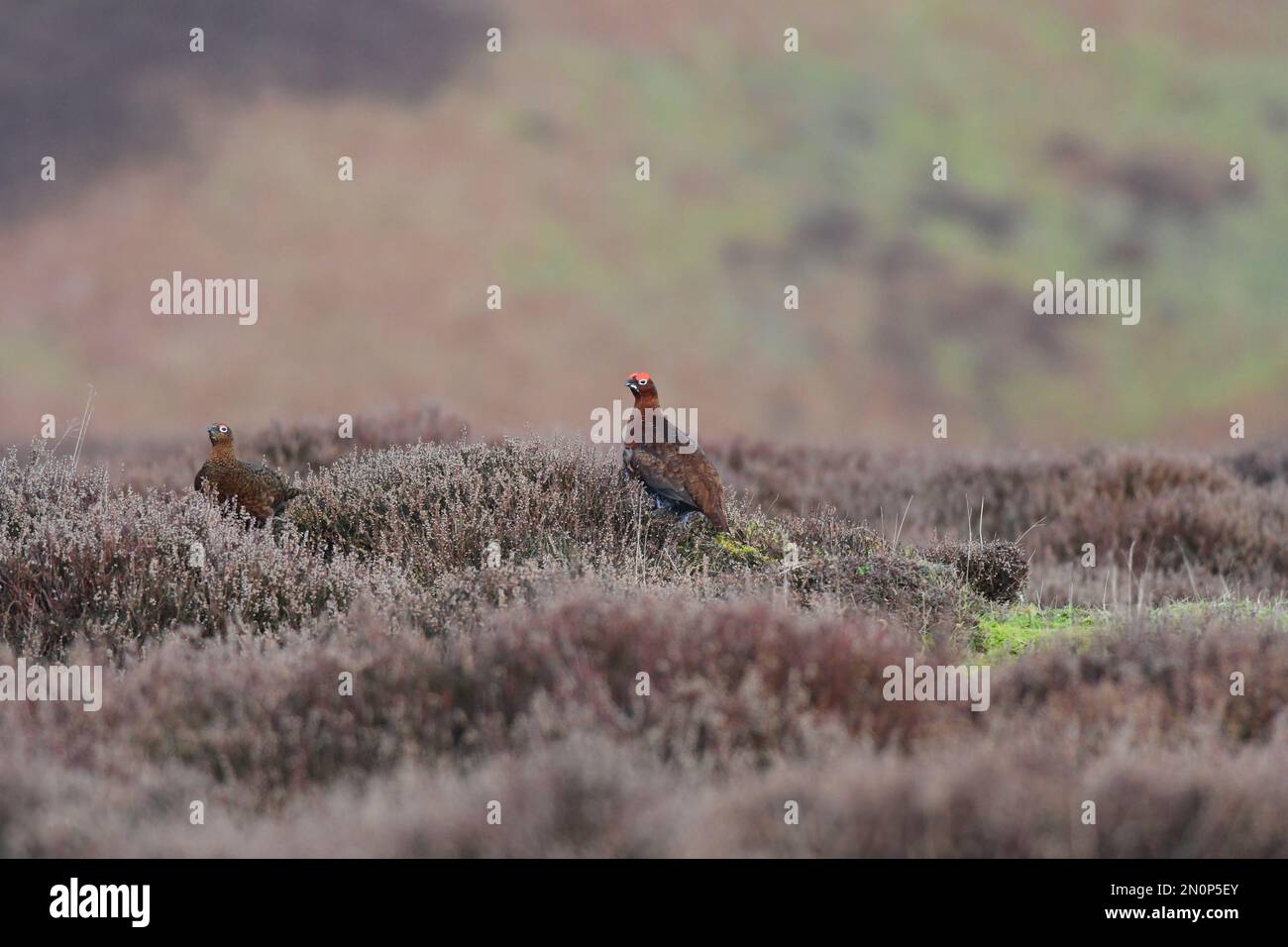 Red Grouse Lagopus lagopus Foto Stock