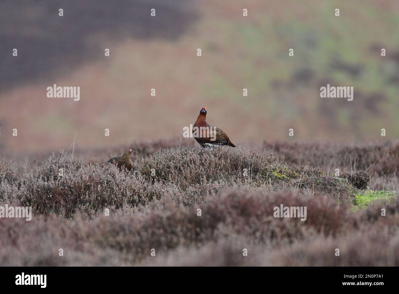 Red Grouse Lagopus lagopus Foto Stock