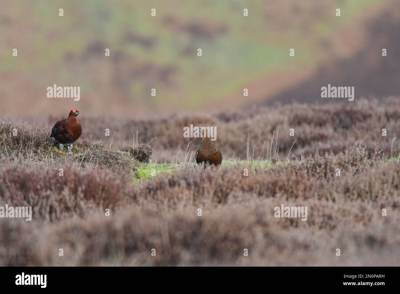 Red Grouse Lagopus lagopus Foto Stock