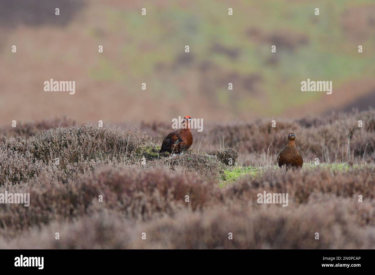 Red Grouse Lagopus lagopus Foto Stock