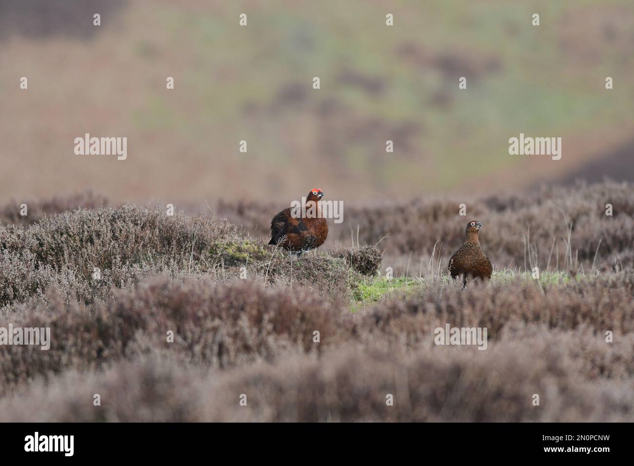 Red Grouse Lagopus lagopus Foto Stock