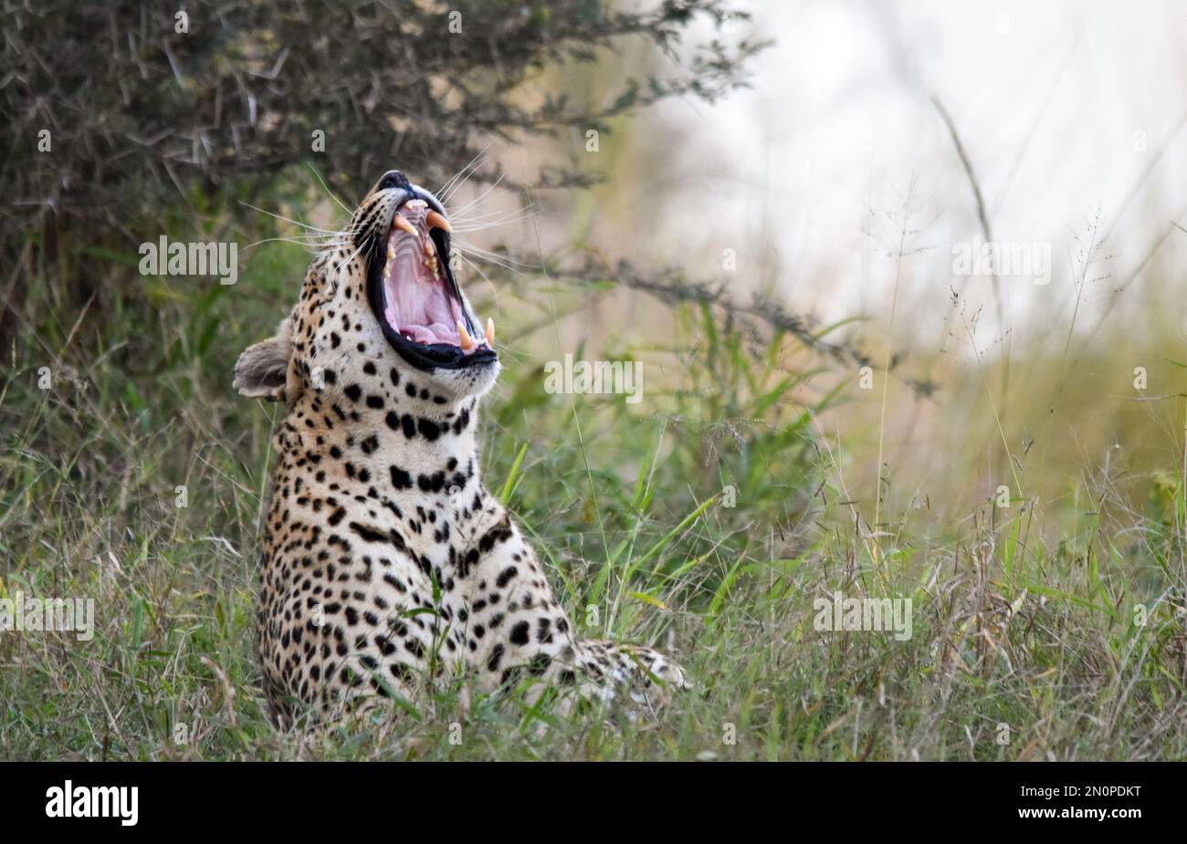 Un leopardo, Panthera pardus, giace in erba lunga e si sbava. Foto Stock