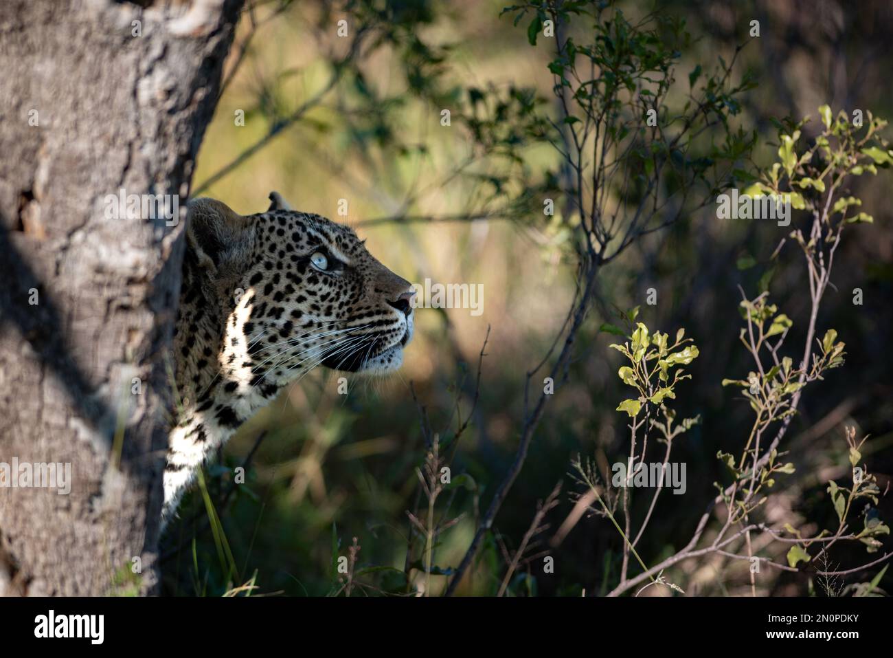 Un profilo laterale di un leopardo, Panthera pardus, guardando verso l'alto. Foto Stock