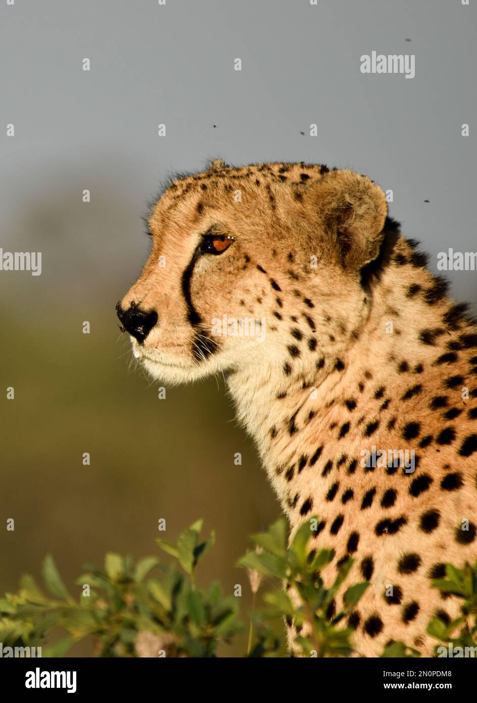 Un profilo laterale di un Cheetah, Acinonyx jubatus. Foto Stock