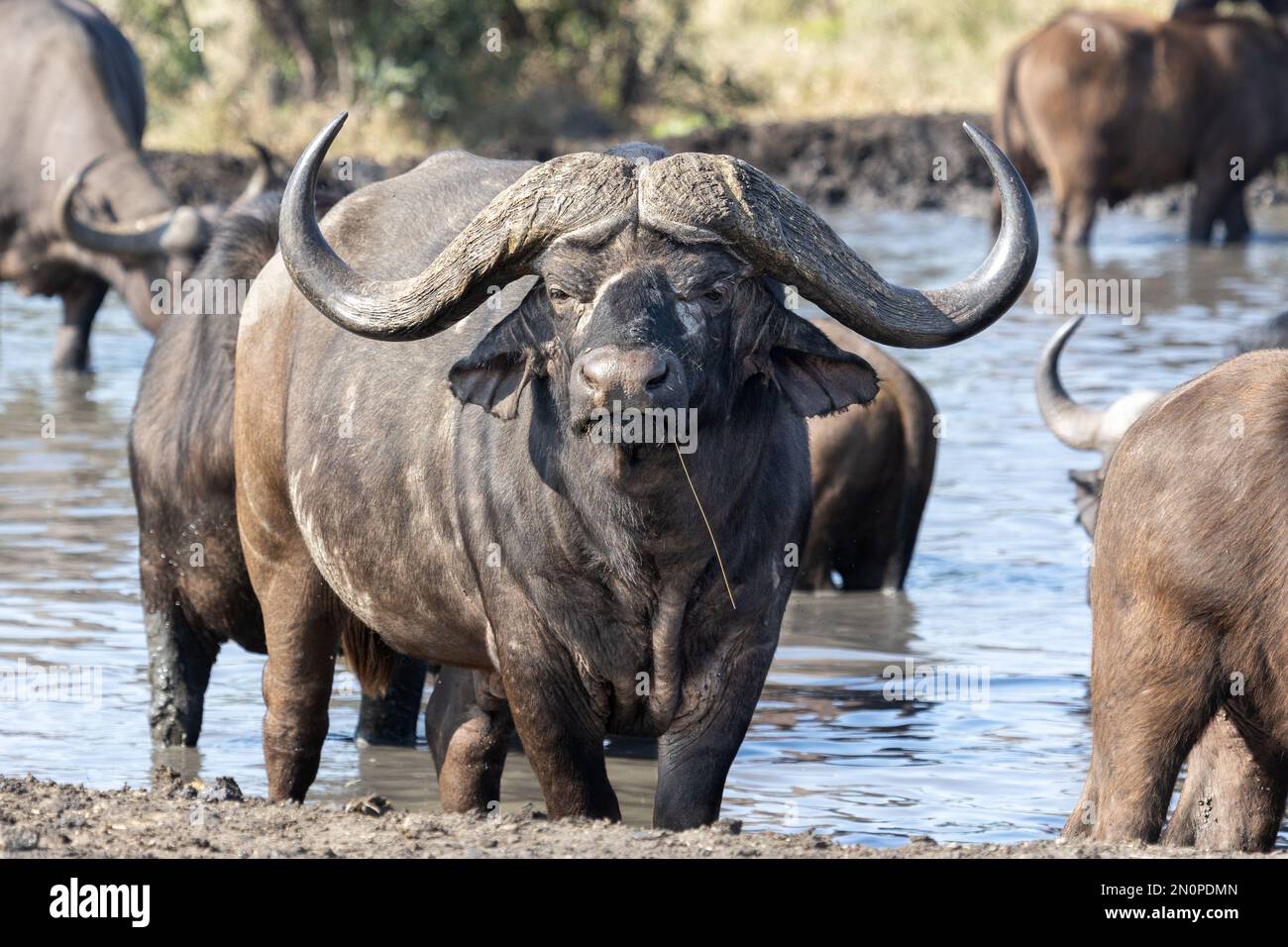 Un bufalo, il syncerus caffer, si trova in una diga, sguardo diretto Foto Stock